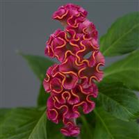 Neo™ Rose Celosia Bloom