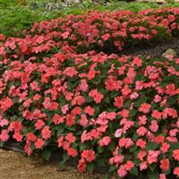 Beacon® Coral Impatiens Landscape
