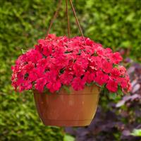Beacon® Lipstick Impatiens Basket