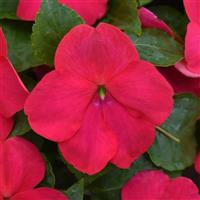 Beacon® Lipstick Impatiens Bloom
