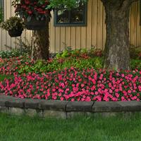 Beacon® Lipstick Impatiens Landscape