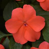 Beacon® Salmon Impatiens Bloom