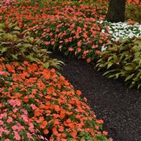 Beacon® Salmon Impatiens Commercial Landscape 1