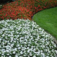 Beacon® White Impatiens Commercial Landscape 2