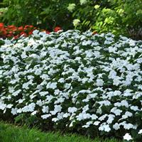 Beacon® White Impatiens Landscape