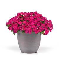 Beacon® Violet Improved Impatiens Container