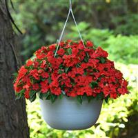 Beacon® Bright Red Impatiens Basket