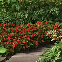 Beacon® Bright Red Impatiens Commercial Landscape 3