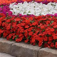 Beacon® Bright Red Impatiens Commercial Landscape 4