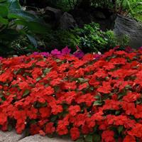 Beacon® Bright Red Impatiens Landscape