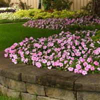 Beacon® Light Pink Impatiens Commercial Landscape 1