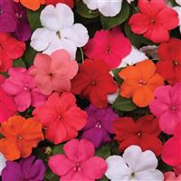 Beacon® Formula Mixture Improved Impatiens Bloom