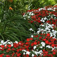 Beacon® Cape Pine Mixture Impatiens Landscape