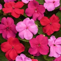 Beacon® Otway Mixture Impatiens Bloom