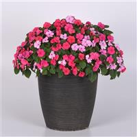 Beacon® Otway Mixture Impatiens Container