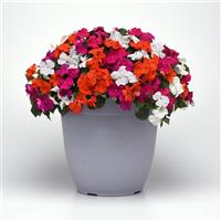 Beacon® Lindau Mixture Improved Impatiens Container
