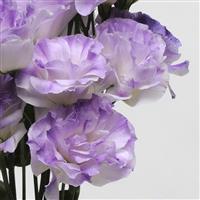 ABC™ 1 Misty Blue Lisianthus Bloom