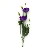 ABC™ 2 Blue Lisianthus Single Stem, White Background