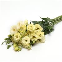 ABC™ 3 Yellow Lisianthus Grower Bunch