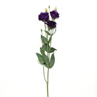 ABC™ 2 Purple Improved Lisianthus Single Stem, White Background