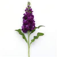 Opera Debora Matthiola Single Stem, White Background