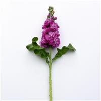 Opera Fedora Matthiola Single Stem, White Background