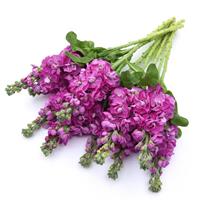 Opera Fedora Matthiola Grower Bunch