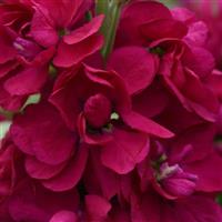 Opera Francesca Matthiola Bloom