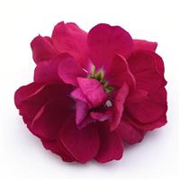 Opera Francesca Matthiola FloretShot, White Background