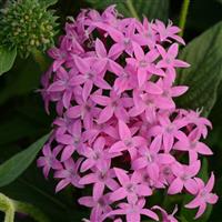 Butterfly™ Orchid Pentas Bloom