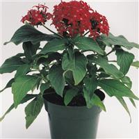 Butterfly™ Red Pentas Container