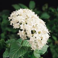 Butterfly™ White Pentas Bloom