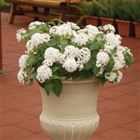 Butterfly™ White Pentas Container