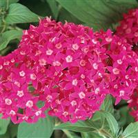 Butterfly™ Deep Rose Pentas Bloom