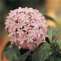 Butterfly™ Light Lavender Pentas Bloom