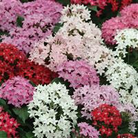 Butterfly™ Mixture Pentas Bloom