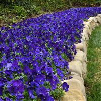 Cool Wave® Blue Spreading Pansy Landscape