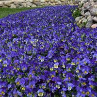 Cool Wave® Blue Skies Spreading Pansy Landscape