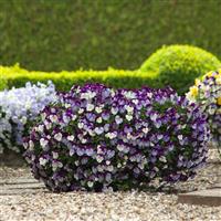 Cool Wave® Violet Wing Spreading Pansy Landscape