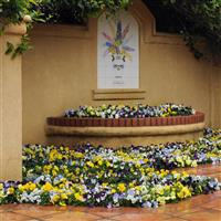 Cool Wave® Mixture Spreading Pansy Commercial Landscape 2