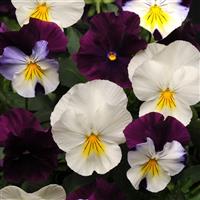 Cool Wave® Berries 'N Cream Mixture Spreading Pansy Bloom