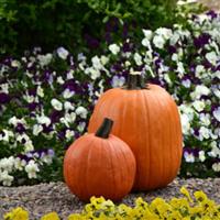 Cool Wave® Berries 'N Cream Mixture Spreading Pansy Commercial Landscape 2