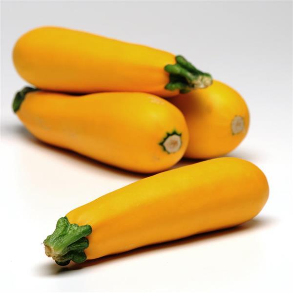 Squash Easy Pick Gold II Bloom
