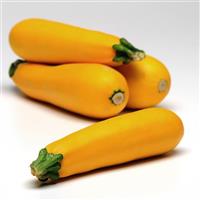 Easy Pick Gold II Squash Bloom