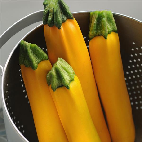 Squash Easy Pick Gold II Container