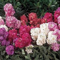 Vintage Mixture Stock Bloom