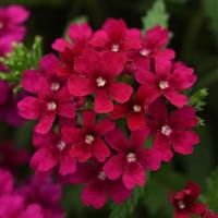 Quartz XP Bordeaux Verbena Bloom