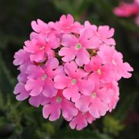 Quartz XP Pink Verbena Bloom
