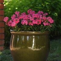 Quartz XP Pink Verbena Container