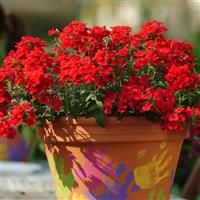 Quartz XP Scarlet Verbena Container